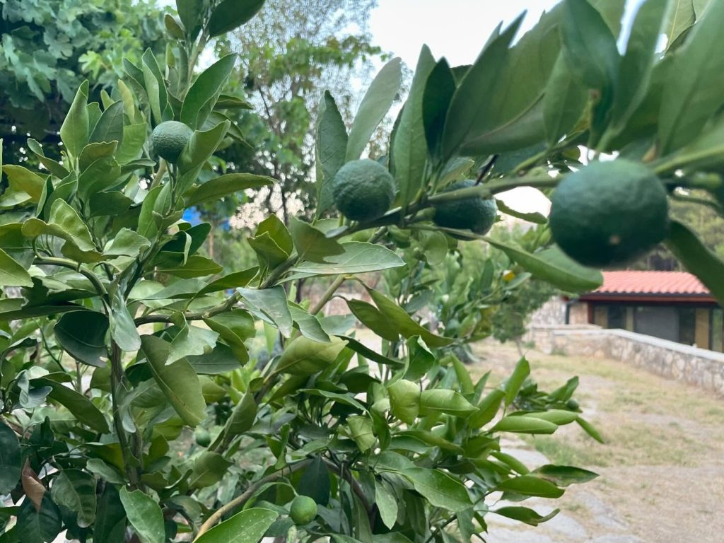 koyevinefes_1720430459_3407540130824988315_67960362800