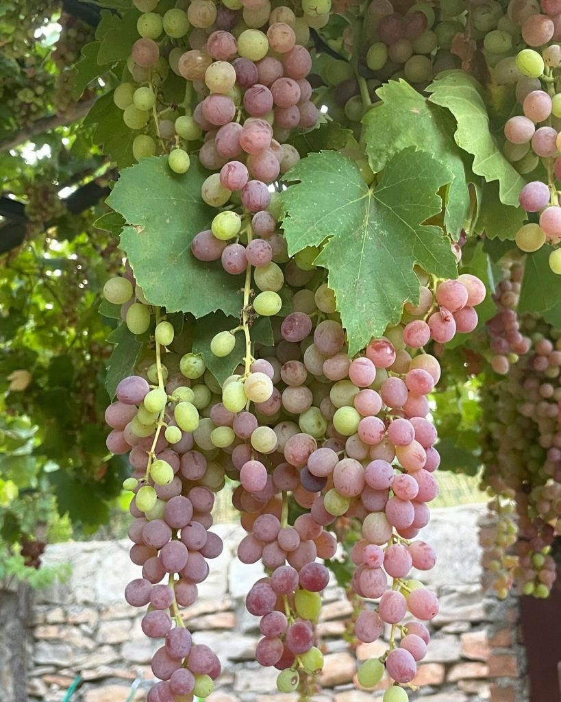 koyevinefes_1724322724_3440190816259608919_67960362800