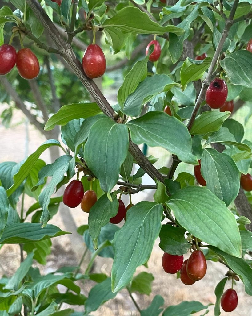 koyevinefes_1724322784_3440191313980857399_67960362800